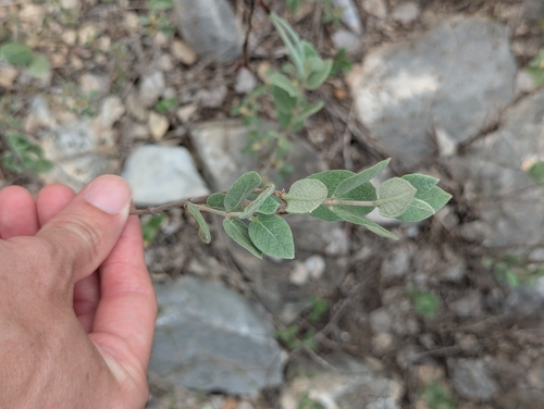 plateau rocktrumpet