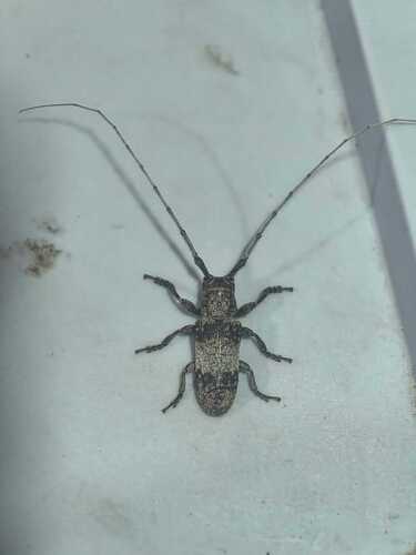 Mesquite Girdler