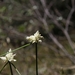 Carex baldensis - Photo (c) Dario Zontini, todos los derechos reservados, subido por Dario Zontini