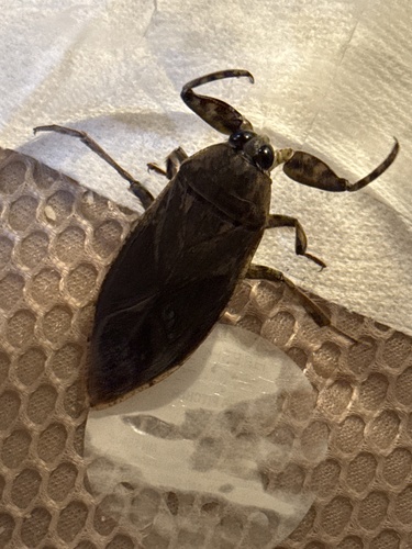 Lethocerus medius