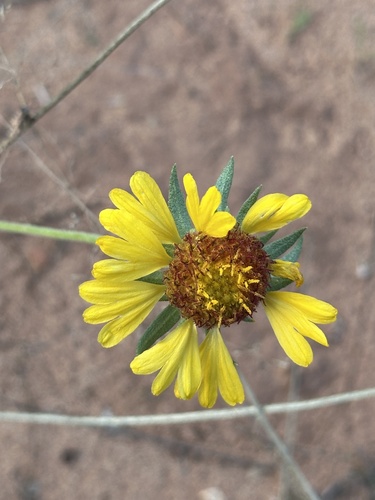 red dome blanketflower