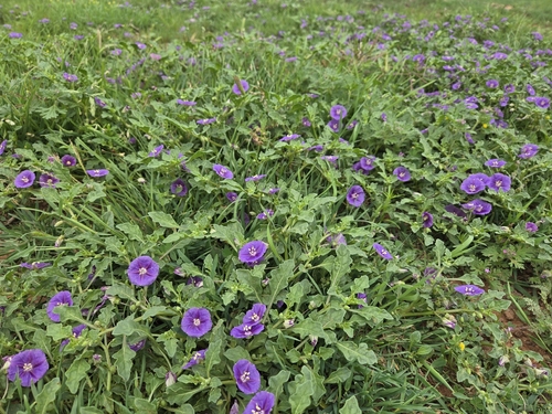 purple groundcherry