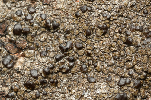 Frosted Grain-spored Lichen
