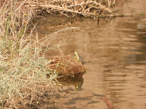 Trachemys hartwegi