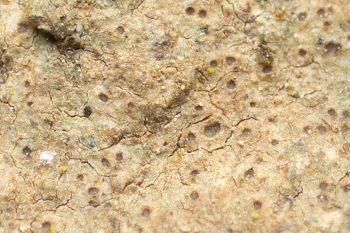 Tiny Button Lichen