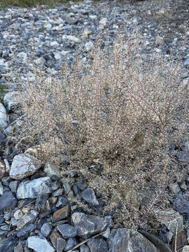 Hairypod Pepperweed
