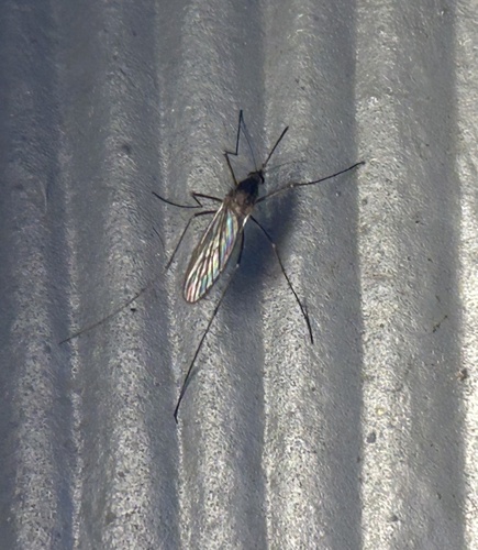 Winter Marsh Mosquito