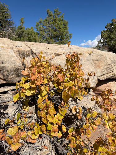 canyon wild grape