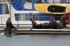 California Sea Lion