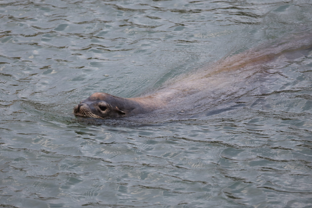 California Sea Lion