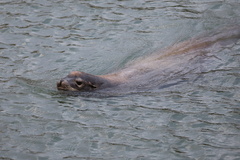 California Sea Lion
