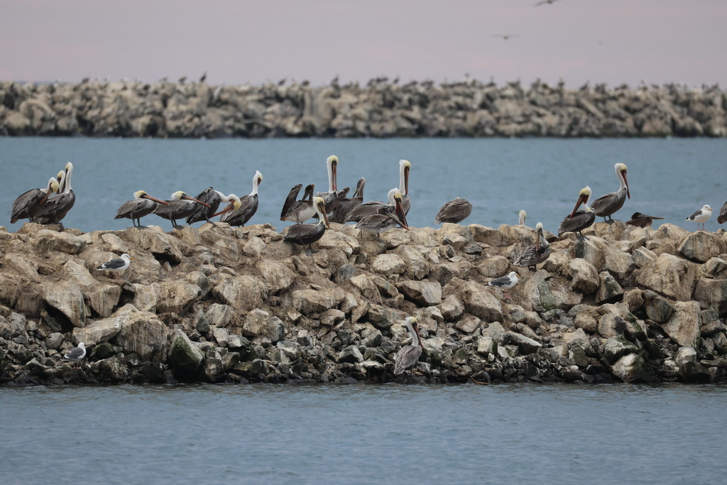 California Brown Pelican