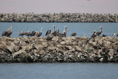 California Brown Pelican
