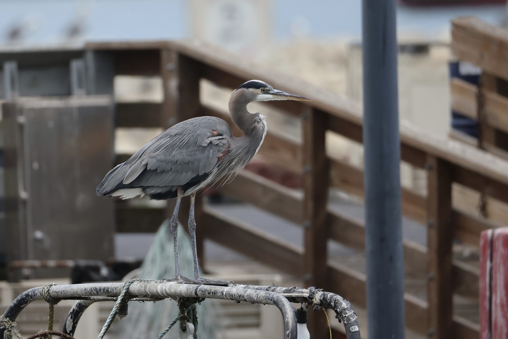 Great Blue Heron