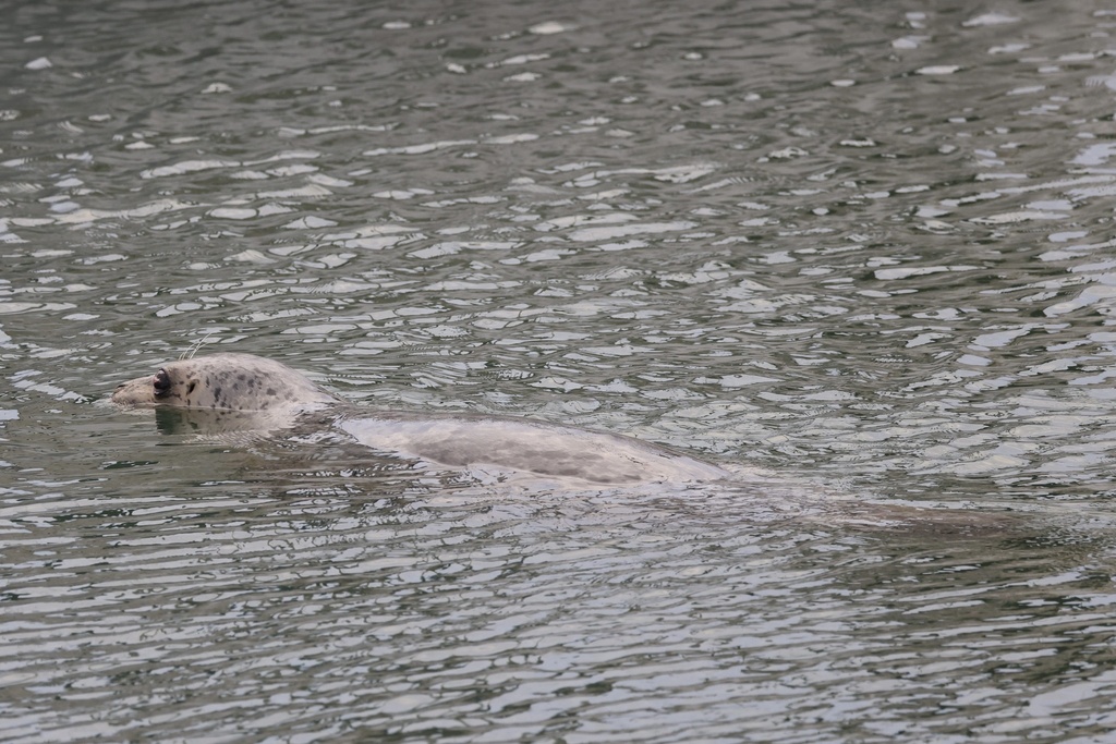 Pacific Harbor Seal