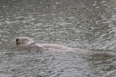 Pacific Harbor Seal