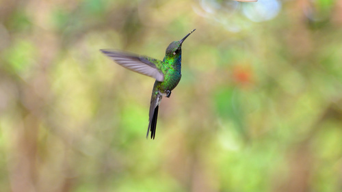 Cuban Emerald