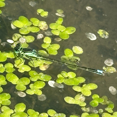 Black-fronted Forktail