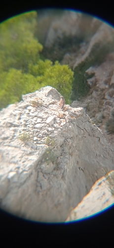Eurasian Kestrel