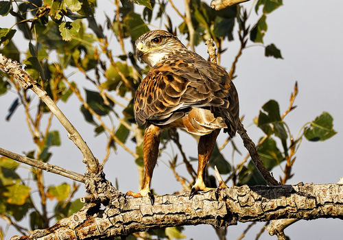 Ferruginous Hawk