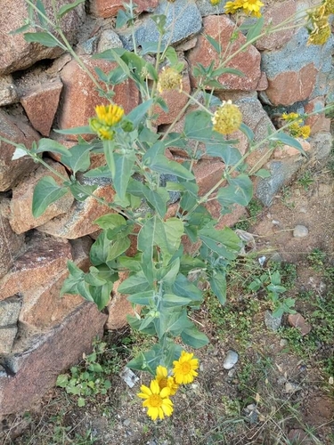 cowpen daisy