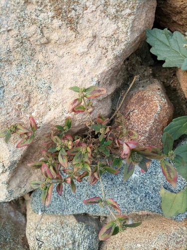 Asthma Plant