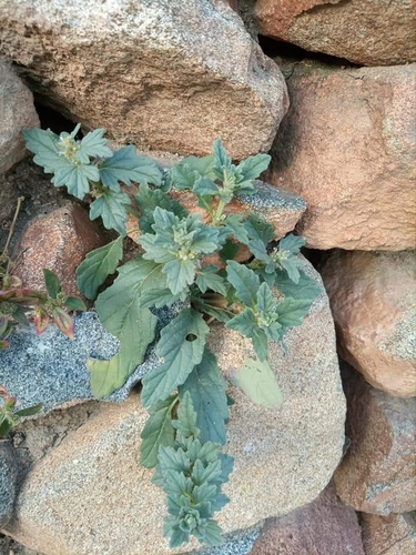 Manybracteole bugle