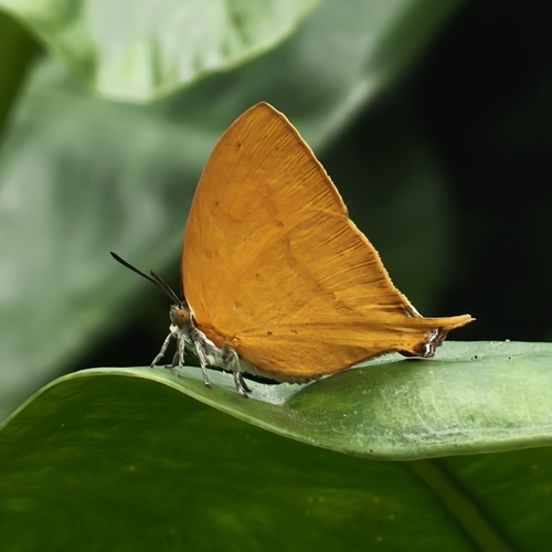 Loxura atymnus
