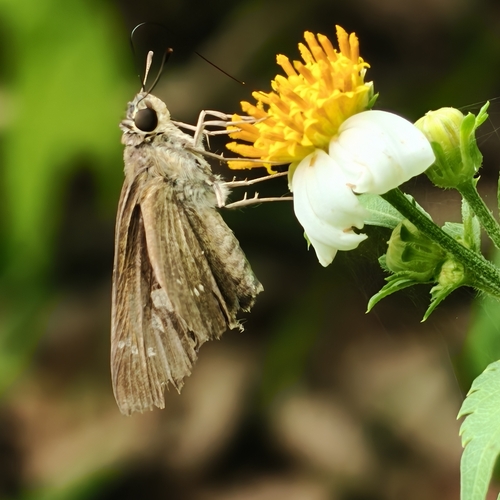 Borbo cinnara