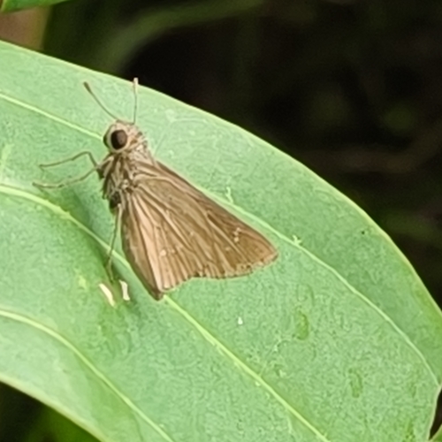 Pelopidas mathias