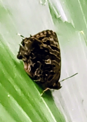 Arhopala abseus