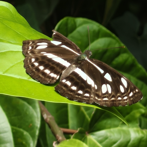 Phaedyma columella