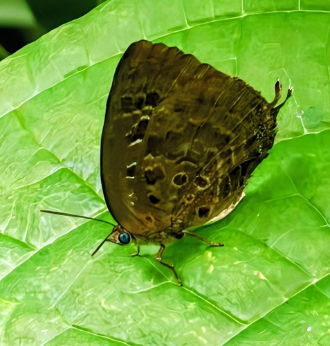 Arhopala centaurus