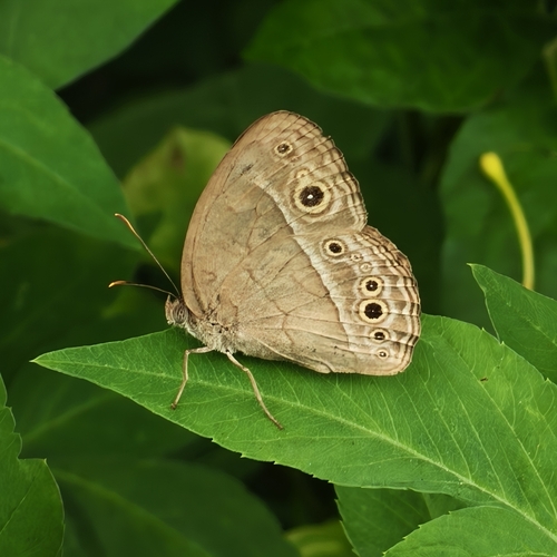 Mycalesis perseoides
