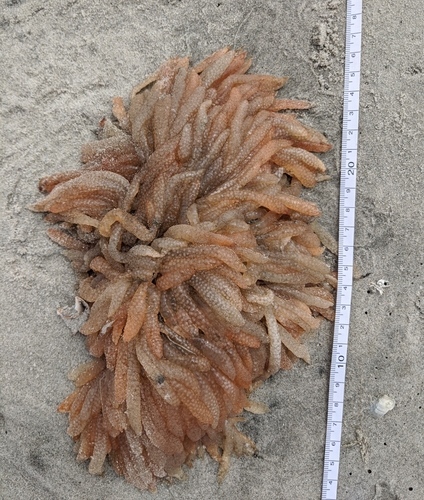 Longfin Inshore Squid