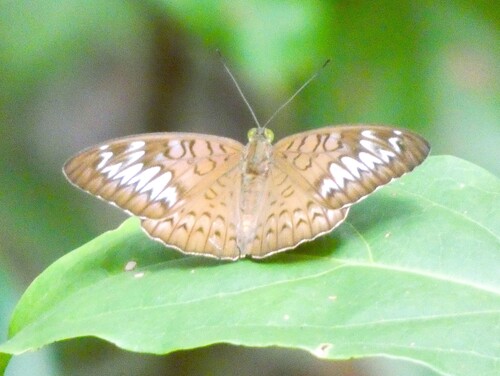 Tanaecia pelea