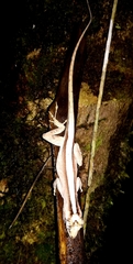 Anolis lemurinus image