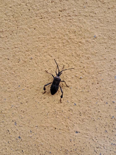 Western Conifer Seed Bug