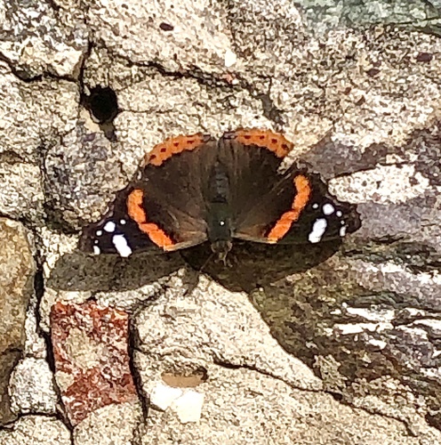 Red Admiral
