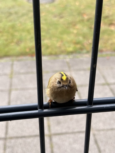 Goldcrest
