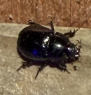 Illiger's Scavenger Scarab