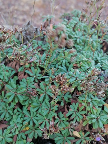 Limonium pseudominutum
