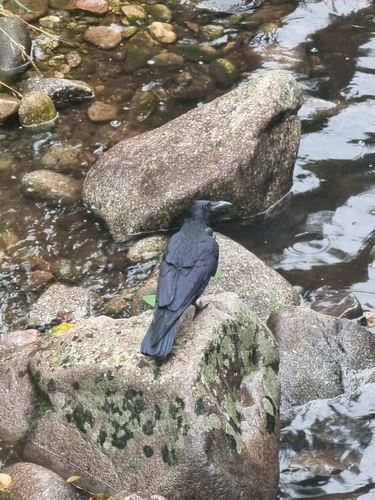 Carrion Crow