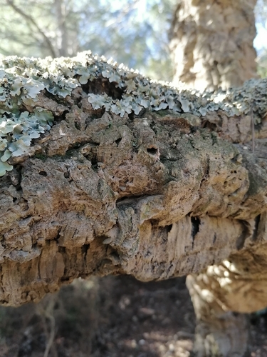 cork oak