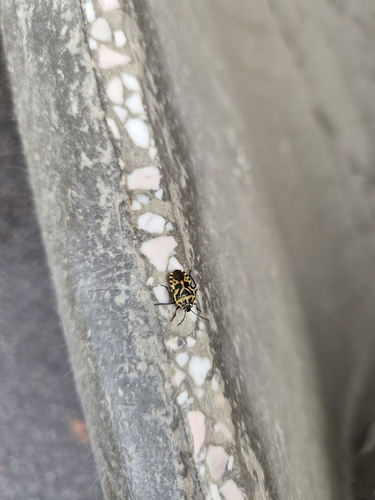 cruciferous bug