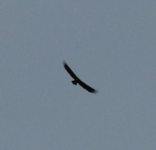 Golden Eagle