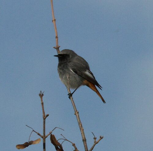 Black Redstart