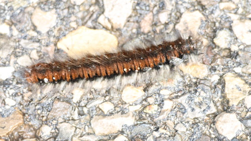 Fox Moth