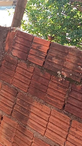 Southern House Wren