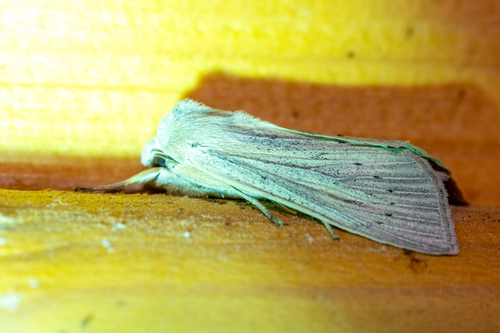 Large Wainscot Moth